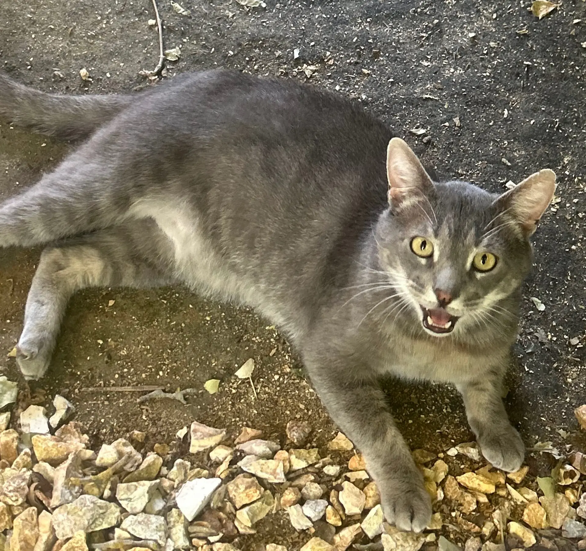 Stanley - Domestic Short Hair