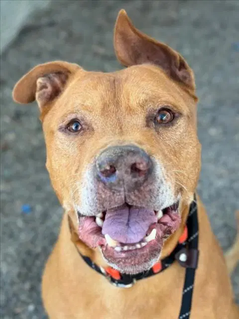 Clifford - Pit Bull Terrier