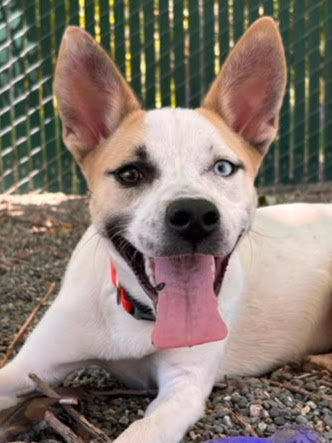 SNOWY, an adoptable Siberian Husky in Woodland, CA