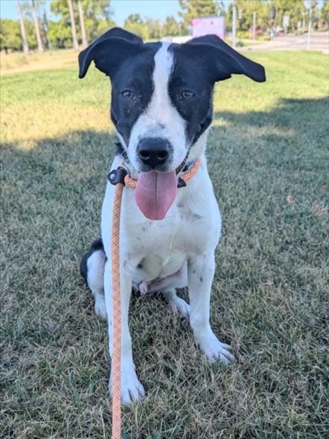 CHARLIE, an adoptable Border Collie in Woodland, CA