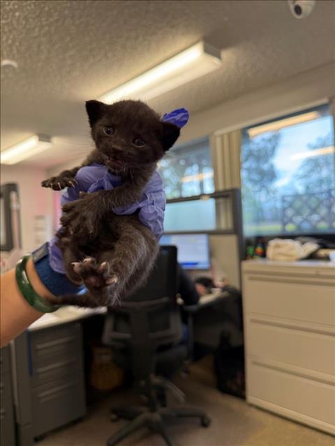 *NORA, Baby Domestic Short Hair (medium coat), cat for adoption in Roseville, California