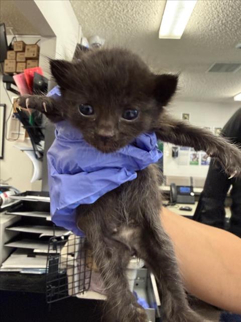 *NORI, Baby Domestic Short Hair (medium coat), cat for adoption in Roseville, California