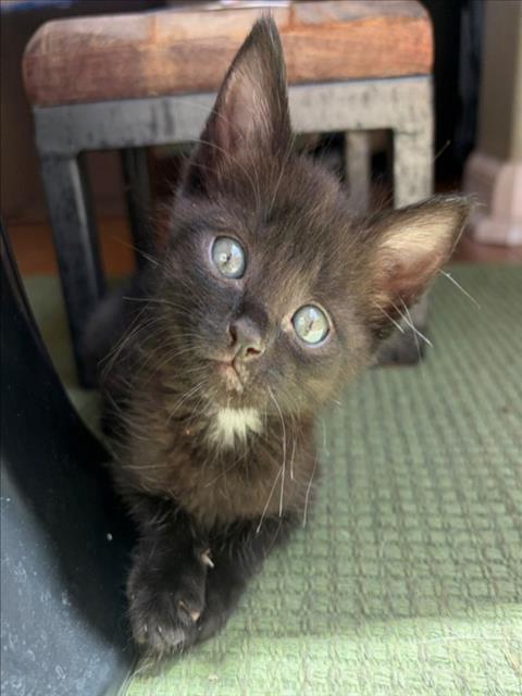 *EBONY, Baby Domestic Short Hair (medium coat), cat for adoption in Roseville, California
