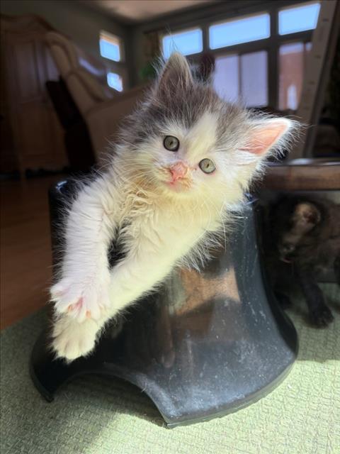 *IVORY, Baby Domestic Short Hair (medium coat), cat for adoption in Roseville, California