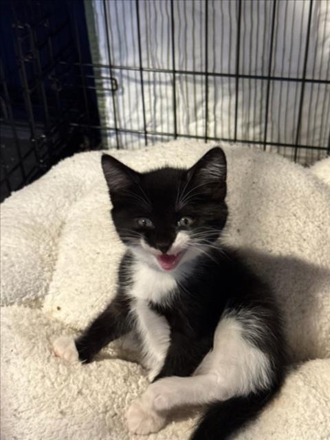 *BOP, Baby Domestic Short Hair (medium coat), cat for adoption in Roseville, California