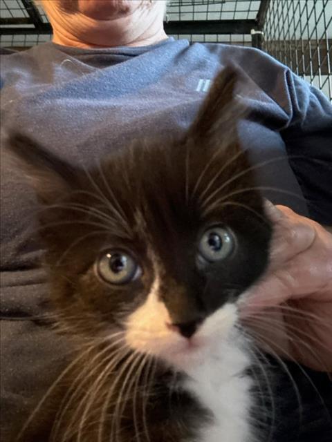 *FLASH, Baby Domestic Short Hair (medium coat), cat for adoption in Roseville, California