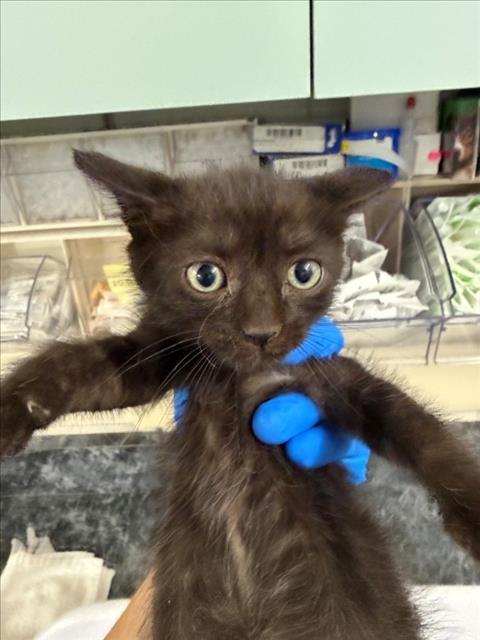 ZORRO, Baby Domestic Short Hair (medium coat), cat for adoption in Roseville, California