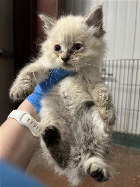*NUTMEG, Baby Domestic Long Hair (medium coat), cat for adoption in Roseville, California