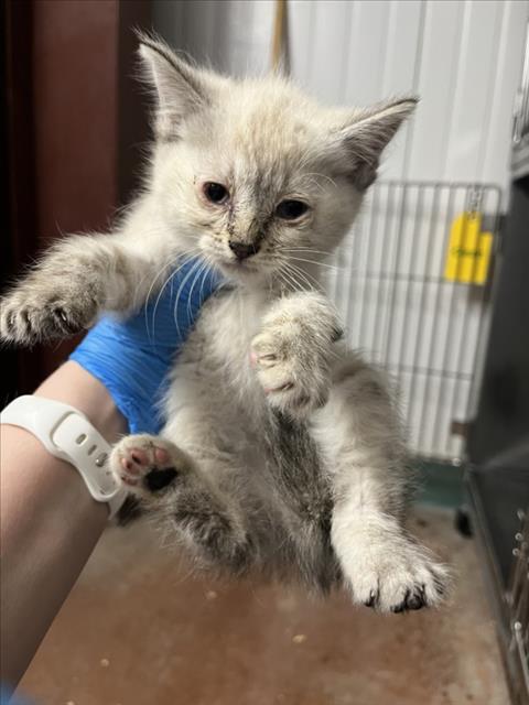 *GINGER, Baby Domestic Short Hair (medium coat), cat for adoption in Roseville, California