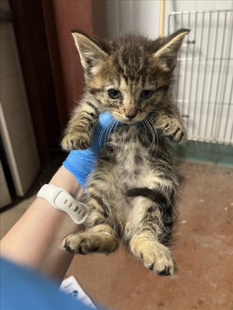*CLOVE, Baby Domestic Short Hair (medium coat), cat for adoption in Roseville, California