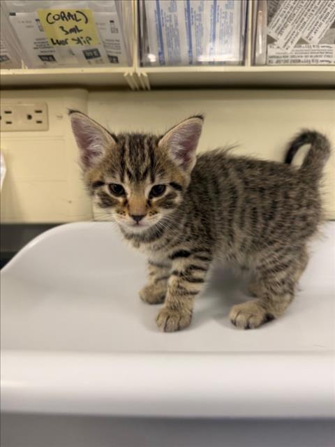 *SIMON, Baby Domestic Short Hair (medium coat), cat for adoption in Roseville, California