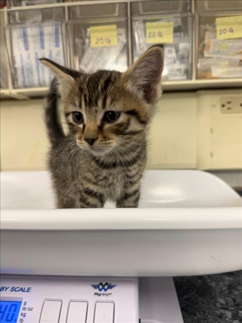 *BO JACK, Baby Domestic Short Hair (medium coat), cat for adoption in Roseville, California
