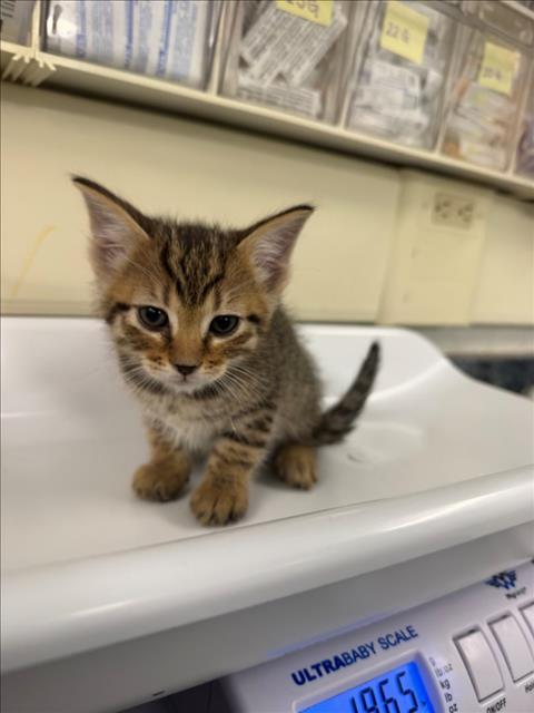 *FISH, Baby Domestic Short Hair (medium coat), cat for adoption in Roseville, California