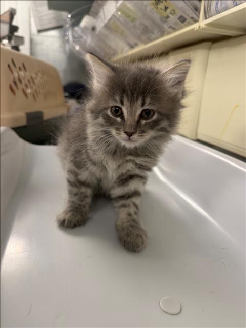 *MOUSE, Baby Domestic Short Hair (medium coat), cat for adoption in Roseville, California