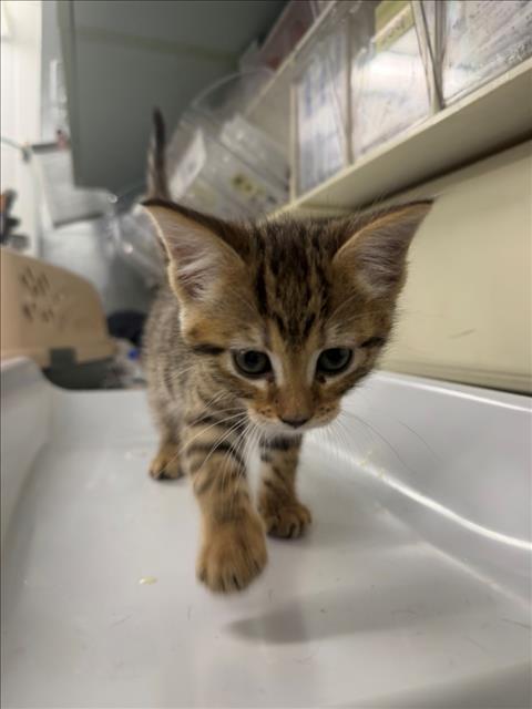 *NAT, Baby Domestic Short Hair (medium coat), cat for adoption in Roseville, California