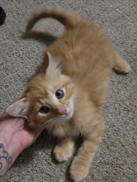 *NARANJA, Baby Domestic Short Hair (medium coat), cat for adoption in Roseville, California
