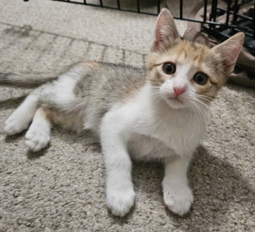 *CAL, Baby Domestic Short Hair (medium coat), cat for adoption in Roseville, California