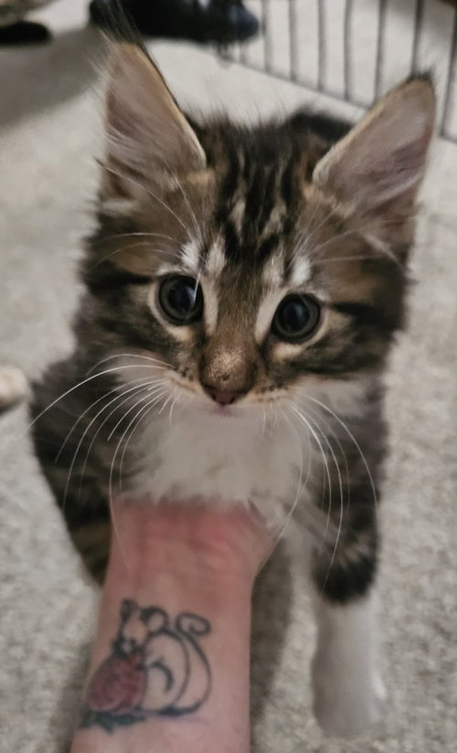 *GUAPO, Baby Domestic Long Hair (medium coat), cat for adoption in Roseville, California