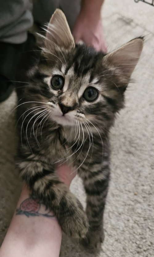 *BG, Baby Domestic Long Hair (medium coat), cat for adoption in Roseville, California