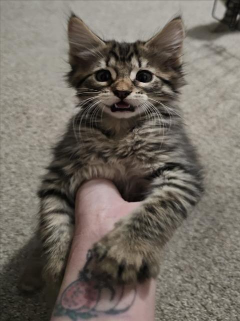 *GRISY, Baby Domestic Medium Hair (medium coat), cat for adoption in Roseville, California