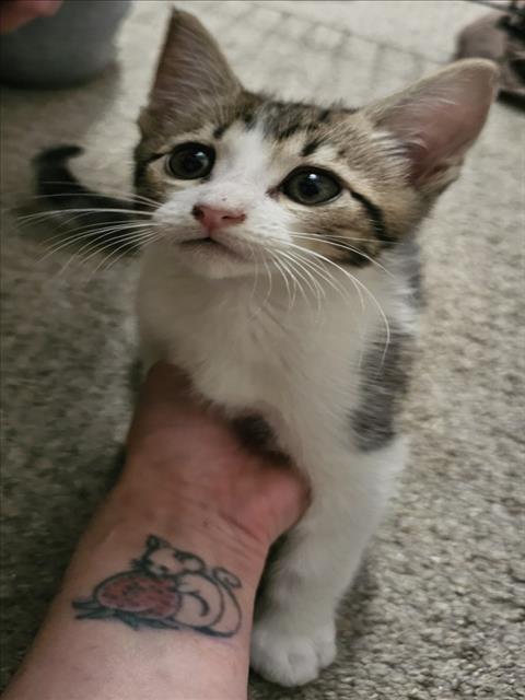 *PATCH, Baby Domestic Short Hair (medium coat), cat for adoption in Roseville, California