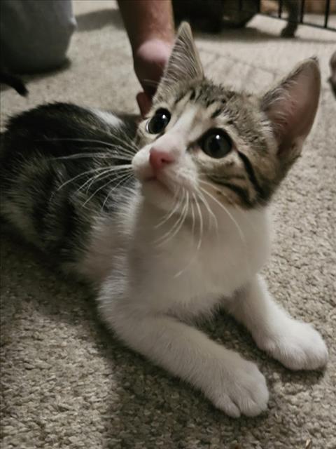 *BLANCO, Baby Domestic Short Hair (medium coat), cat for adoption in Roseville, California