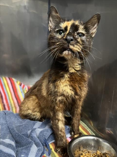 *FIERA, Adult Domestic Medium Hair (medium coat), cat for adoption in Fairfield, California