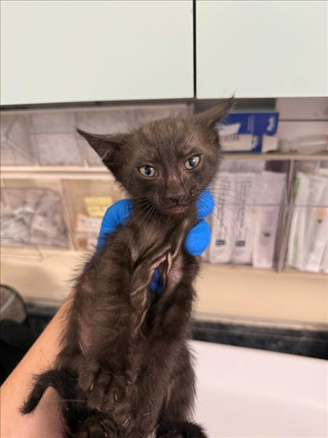 A226754, Baby Domestic Short Hair (medium coat), cat for adoption in Roseville, California
