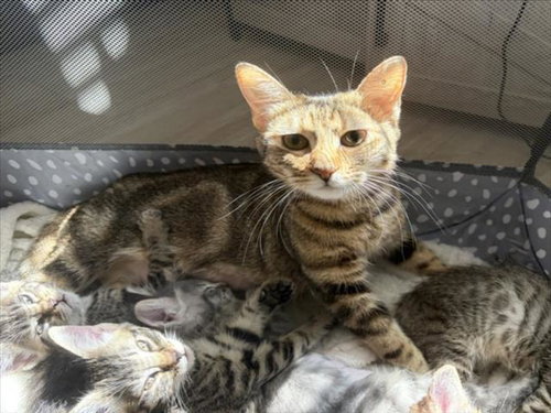 APRIL, Adult Domestic Short Hair (medium coat), cat for adoption in Lincoln, California