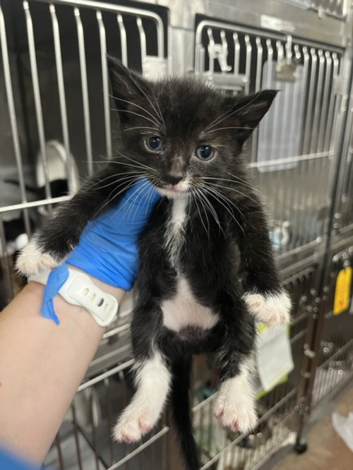 *MEW