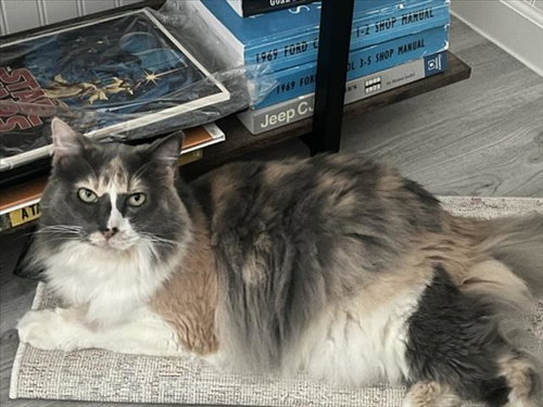 PENELOPE