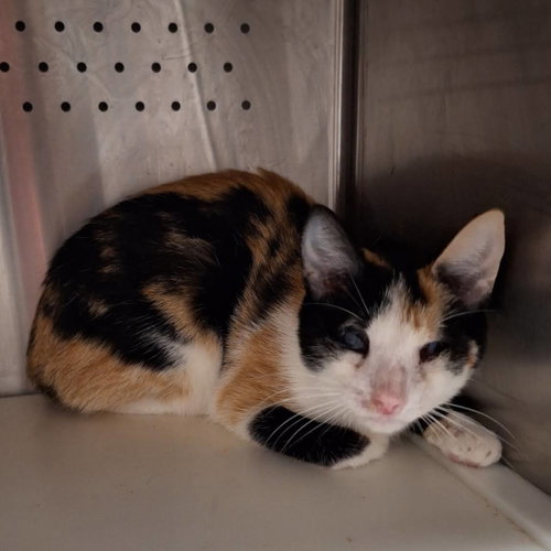 *AMBER, Young Domestic Short Hair (medium coat), cat for adoption in Lincoln, California