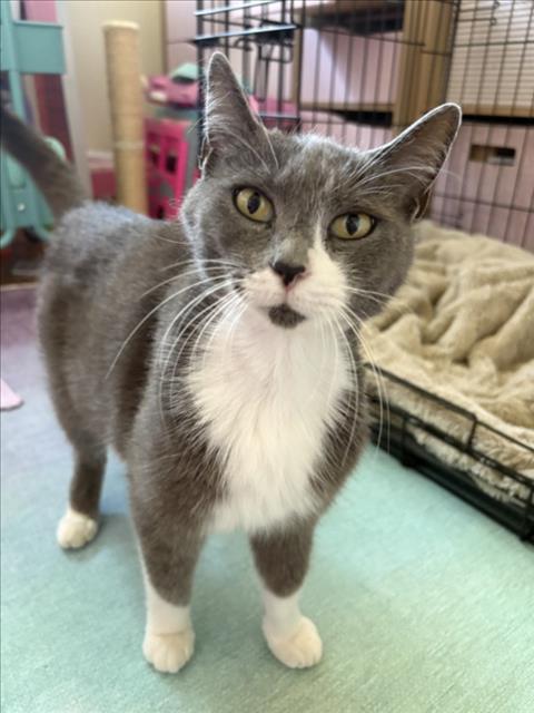 *VENUS, Adult Domestic Short Hair (medium coat), cat for adoption in Lincoln, California
