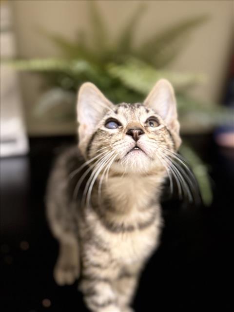 *LEO
