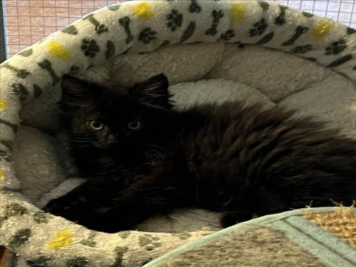 *LUCI, an adoptable Domestic Long Hair in Woodland, CA
