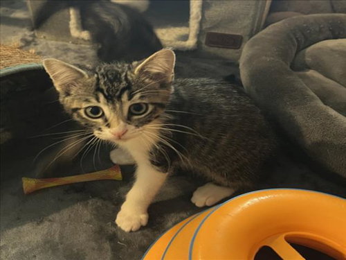*THEODORE, Baby Domestic Short Hair (medium coat), cat for adoption in Lincoln, California