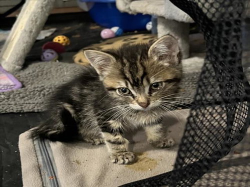 *ELEANOR, Baby Domestic Short Hair (medium coat), cat for adoption in Lincoln, California