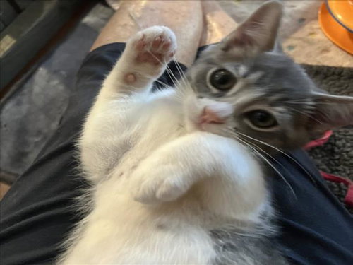 *ALVIN, Baby Domestic Short Hair (medium coat), cat for adoption in Lincoln, California