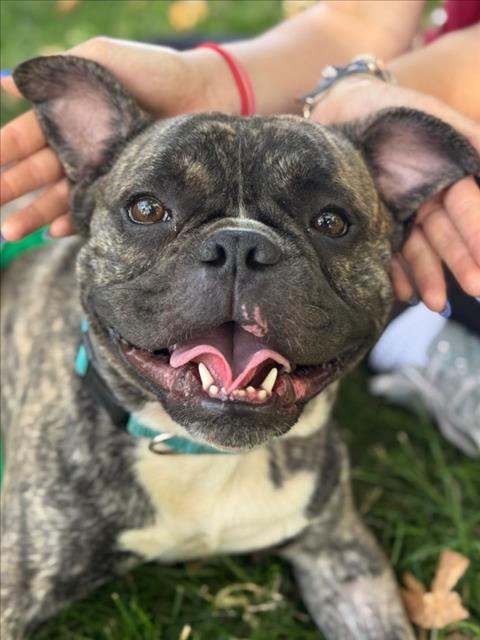 *SNICKERS, an adoptable French Bulldog in Woodland, CA