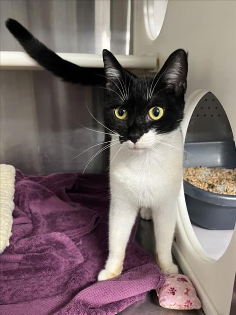 *NALA, Adult Domestic Short Hair (medium coat), cat for adoption in West Sacramento, California