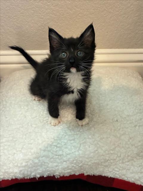 *TUX