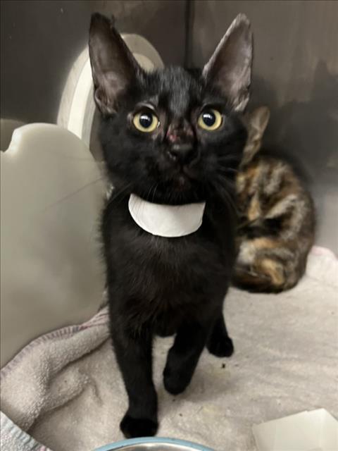 FIGARO