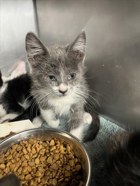 GIGI, Baby Domestic Short Hair (medium coat), cat for adoption in West Sacramento, California