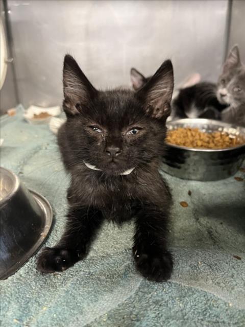 PENNY, Baby Domestic Short Hair (medium coat), cat for adoption in West Sacramento, California