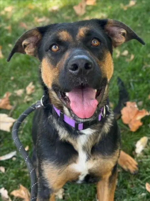 Nova - mixed breed