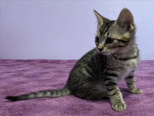 *BLACK BART, Baby Domestic Short Hair (medium coat), cat for adoption in Citrus Heights, California