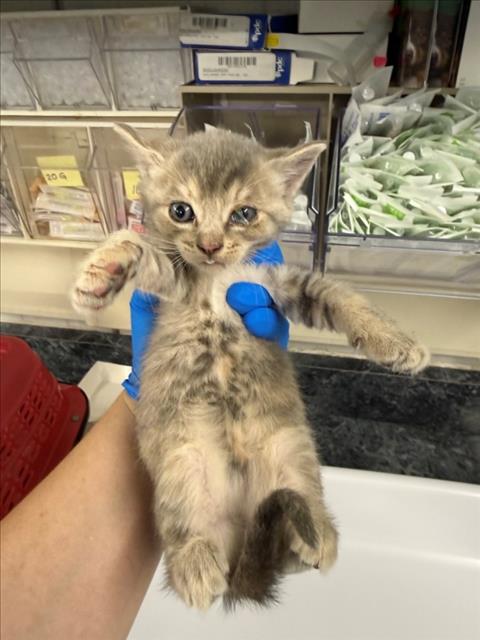 A226786, Baby Domestic Short Hair (medium coat), cat for adoption in Citrus Heights, California