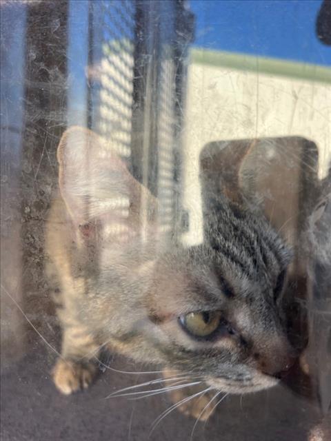 MIRACLE, Adult Domestic Short Hair (medium coat), cat for adoption in Citrus Heights, California
