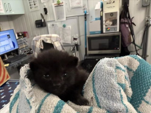 *NIGHTFURY, Baby Domestic Short Hair (medium coat), cat for adoption in Citrus Heights, California