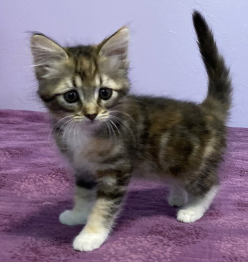 *RED SONJA, Baby Domestic Short Hair (medium coat), cat for adoption in Citrus Heights, California